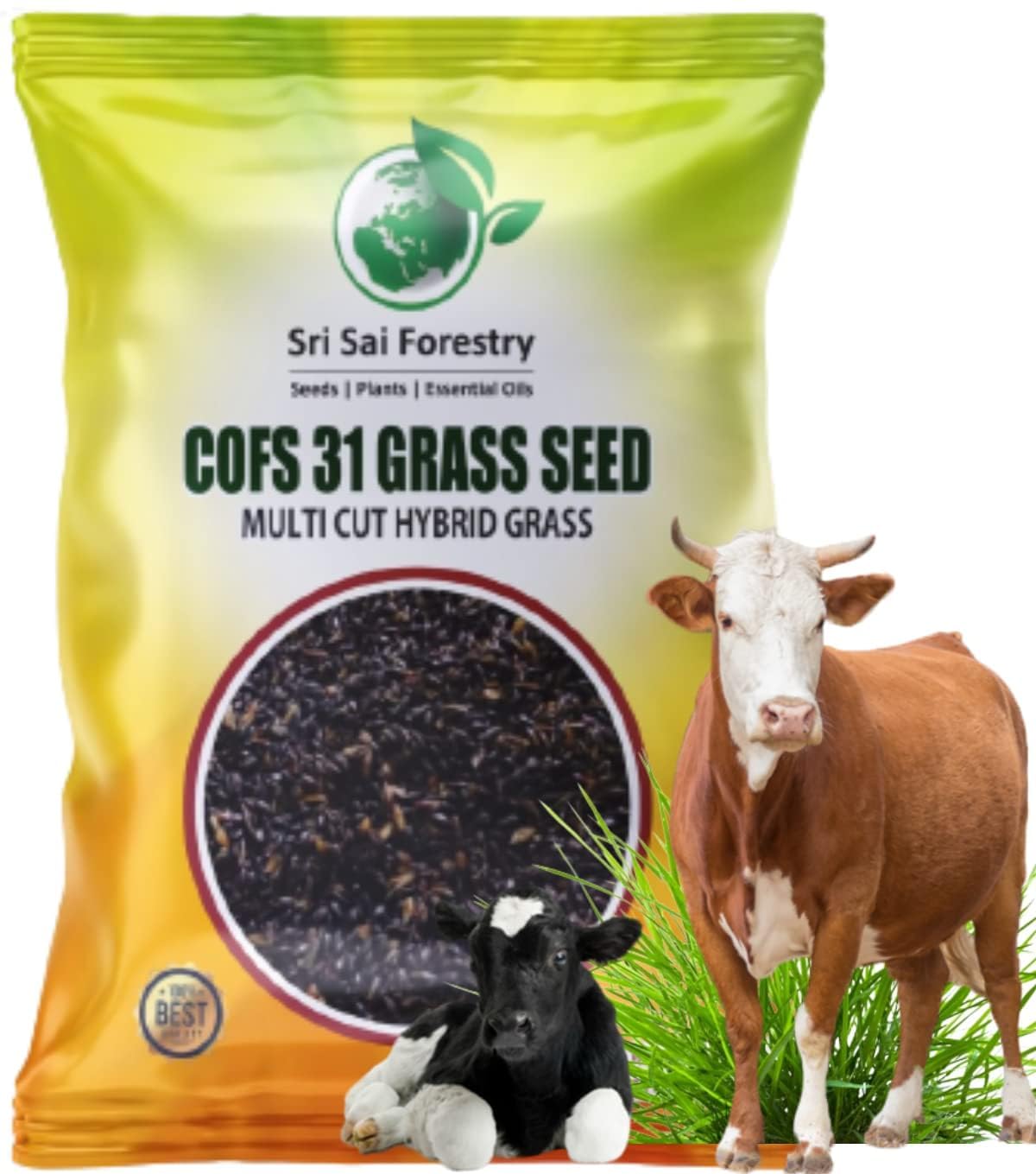SRI SAI FORESTRY COFS 31 Grass Seeds (800 Seed Pack) High Yield, Multi Cut Grass for Cow and Goat