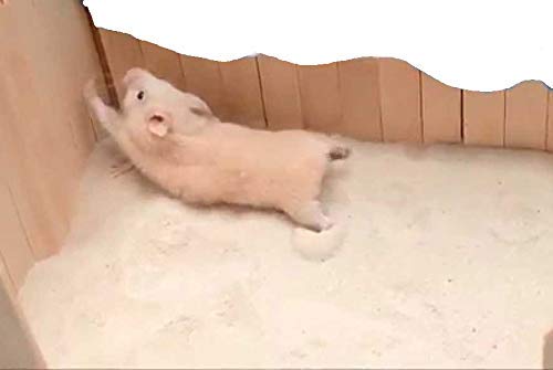 Sage Square Playfull Sand Bath for Hamster, Gerbill, Discovering The Joy of Your Hamster, Bringing The Outdoors Indoors for Your Hamster or Gerbil, Playful Sand Bath (200 Grm)