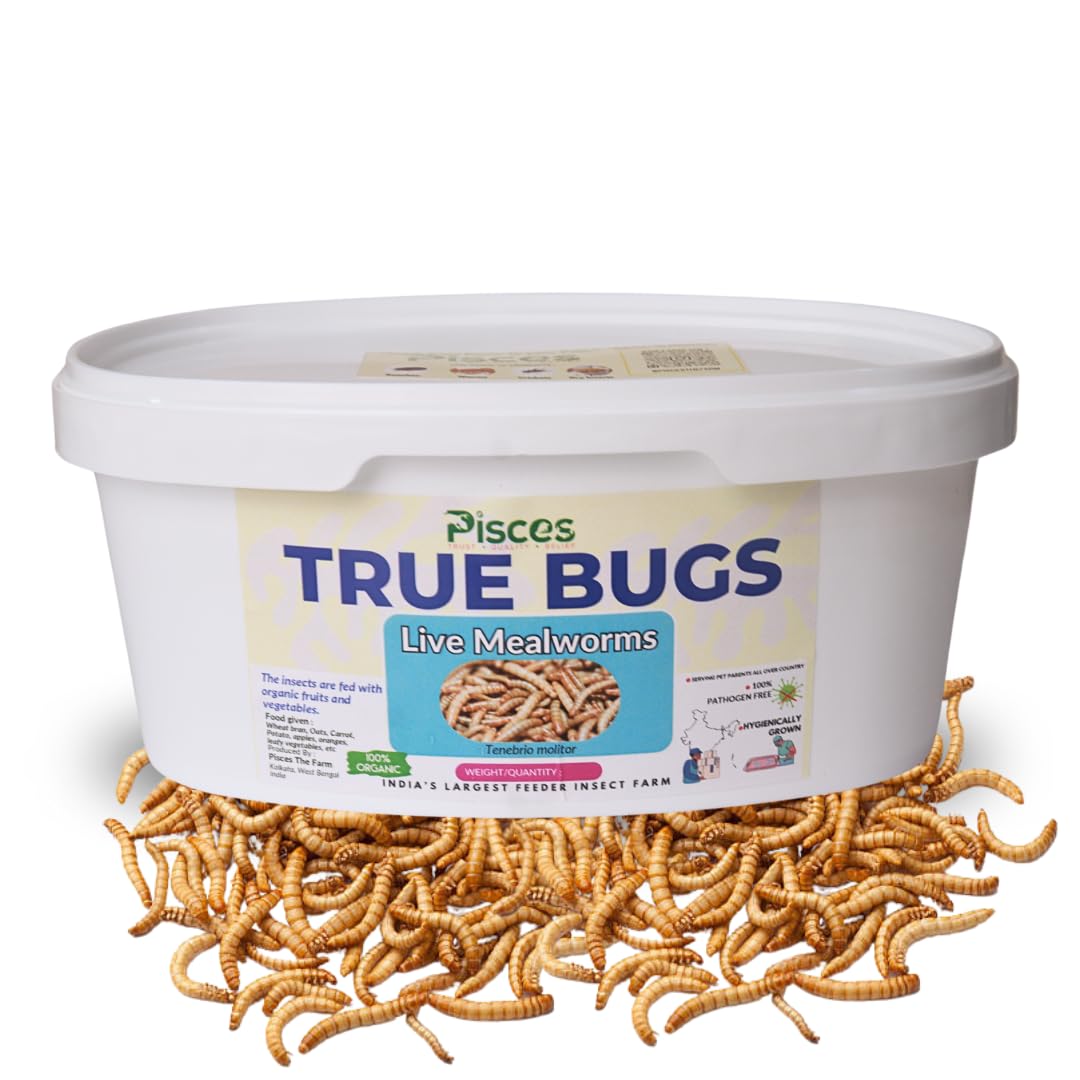 PISCES True Bugs Live Larvae Mealworms-100 Pcs|High Protien Treat Food With Natural Supplement For All Life Stages Aquarium Fishe Like Arowana, Flowerhorn, Oscar & Birds, Reptile, Monkey & Other Pet
