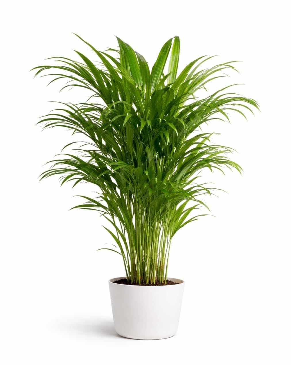 Areca Palm Live Indoor Plant with Pot