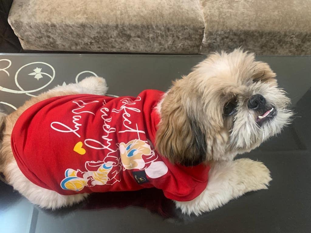 Printed Red T-Shirt for Dogs and Cats (Small 14″)