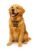 Personalized Pet Name ID Tag for Dogs | Lightweight, Water-Proof and Skin Safe (Bone Shape)