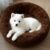 ZEXSAZONE Summer Round Donut Pet Bed for Cats and Puppies, Dogs, Cozy and Plush, Raised Bedside Support, Both Sides Use Like 2 in One, Washable, Best for Small Pets, Puppey & Cat – 50X50X12 CM