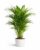 Areca Palm Live Indoor Plant with Pot