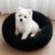 ZEXSAZONE Summer Round Doughnut Pet Bed for Cats and Puppies Dogs mat, Cozy and Plush, Raised Bedside Support, Both Sides Use Like 2 in One, Washable, Best for Small Pets, Puppey, Cats – 50x50x12 CM