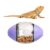 Bearded Dragon Toy, Reptile Toys Lizard Enrichment Toys Bearded Dragon Feeding Toys Reptile Enrichment toy For Lizards Bearded Dragons Geckos Small Reptiles (Purple)