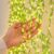 FLYNGO Artificial Leaf Curtain LED String Light, 200 LEDs, 8 Modes, Adjustable Brightness, Lights for Diwali Decoration, Home, Bedroom, Wedding, Party, Festive Decor (Warm White)