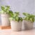 Eha Earth Friendly 8″ Leafy Planter with Tray Made with Rice Husk, 4 Units