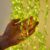 TechPride Leaf LED Curtain String Lights – 200 LEDs, 8 Modes, 3x1m | Warm White Fairy Lights for Bedroom, Wall, Window, Wedding, Diwali & Christmas Decor (10×3 Feet, Plug Powered)