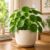 Live Chinese Money Plant (Pilea Peperomioides) Indoor Lucky Plant in Pot | Round Coin-Shaped Leaves | Air Purifying & Low Maintenance Decorative Plant for Home, Office & Balcony